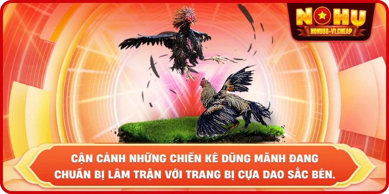 Đá gà NỔ HŨ – Sảnh cược đẳng cấp, thắng lớn cực dễ